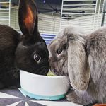 Gary Busey and Grace Jones - @gary_and_grace_ - Instagram