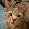 GaryGrey - @garythesnailthecatgrey - TikTok