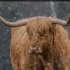 Gauge Ratzlaff - @gauge.ratzlaff - TikTok