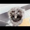garygouin - @garygouin - TikTok