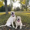 Gunner&Gary the yellow labs💙 - @garyandgunner - TikTok