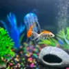 gary.bubbles.and.guppieeee - @____the.the.fish - TikTok