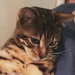 Gary Gupta - @bengalgary - Instagram