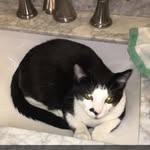 gary hackett - @garyhackett_the_cat - Instagram