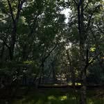 Gary Hagstrom - @synalridon - Instagram