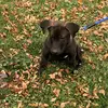 Gary_Hann - @ilikepigs08 - TikTok
