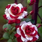 Gary Harmon - Facebook