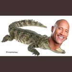 Gary Herd - @dwayne_the_croc_ - Instagram