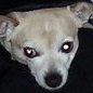 Gary & Linda & Puddles Hornick - @garylindapuddles - Instagram