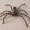 Gary - @gary_the_huntsmanspider - TikTok