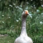 Gary Ingram - @mumblingsole - Instagram