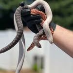 Gary Ingram / Ebb reptiles - @gary.ingram.1420 - Instagram