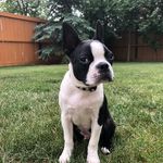 Gary Isaac - @gary_gdog - Instagram
