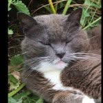 Gary Kiely - @fatcatgary - Instagram