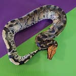 Kingdom Animalia - @kingdomanimaliagary - Instagram