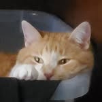 Gary - @gary._.kitty - Instagram