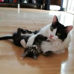 ssv - @gary_klaus_ekko - Instagram