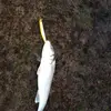 Gary Lakey - @gary.lakey6 - TikTok