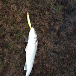 Gary Lakey - @garylakey - Instagram