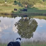Gary Layne - @garylaynelazycreekfarms - Instagram
