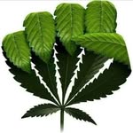 Gary Lewellen Jr - @1studly420 - Instagram