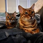 Gary And Lilly 🐾 - @boujee_bengals - Instagram