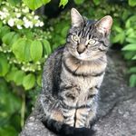 Gary Lineker - @garylinekerthecat - Instagram
