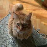 Garchibald III Vasic(Gary) - @gary_maine_coon - Instagram