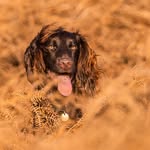 Gary Marriott - @brackenvale_gundogs - Instagram