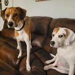 Gary And Marvin - @doggone.good.bois - Instagram