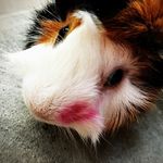 Gary Busey & Kevin McCallister - @10thstreetpiglets - Instagram