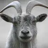 goat482 - @garywaynemcferrin8 - TikTok