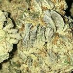 gary mckenna - @scottish_dank_420_710 - Instagram