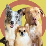 Gary, Merlin & Mushu + Zero - @2dogsemeio - Instagram