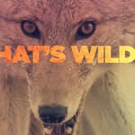 Gary Metivier - @thatswild_garymetivier - Instagram