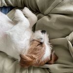 Гэрри • он же Герка или Герасим • красивый и добрый джек рассел - @oh_my_dog_gary - Instagram