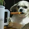 Gary Parrish - @crazygarddog - TikTok