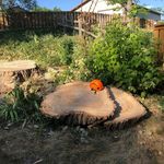 Gary Paynter - @denvertreecompany - Instagram