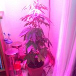 Gary Peake - @spyinvaderlola - Instagram