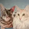 Geese and Cats - @garyperring - TikTok