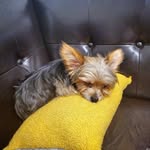 Gary.pickles - @gary_pickles_ - Instagram