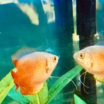 Geoff•gary•pickle - @geoff_gary.pickle_the.fish - Instagram