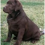 Gary Plotkin - @gapdogs - Instagram