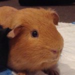 Gary Prosser - @gary8the8pig88 - Instagram