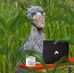 Gary Rex - Facebook