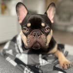 Gary Rex Simpson - @gary.thefrenchbulldog - Instagram