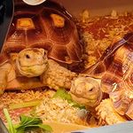 Ruby Giga Gary Nora 🐢🐢🐢🐱 - @rubygigagarynora_family - Instagram