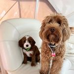 Ruby Sue 🎀 and Gary Lee☠️ - @rubysue_garylee_minidoods - Instagram