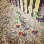 Gary Rupp - @rosapowdit - Instagram