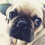 Gary Sands-Miller - @garythepuggle - Instagram